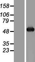 Junctin / ASPH Protein (Over-Expression Lysate Myc-DDK (Flag))