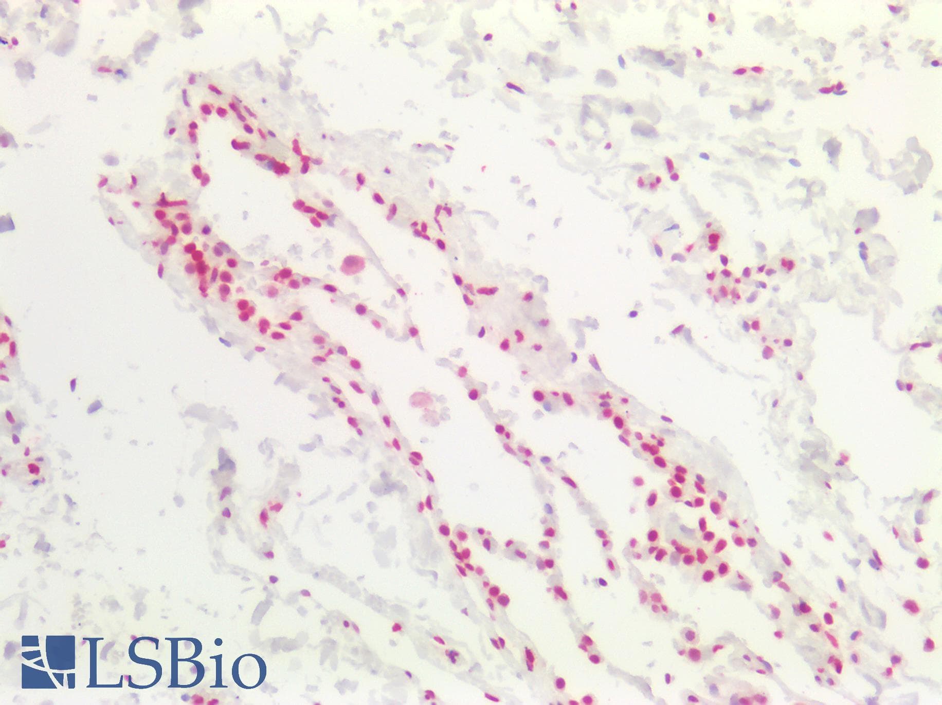 PathPlus™ CCND3 / Cyclin D3 Antibody (aa252-281)