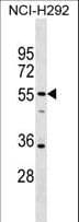 SPATA21 Antibody (aa396-424)