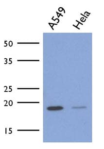 ICT1 / DS1 Antibody (clone AT1E9)