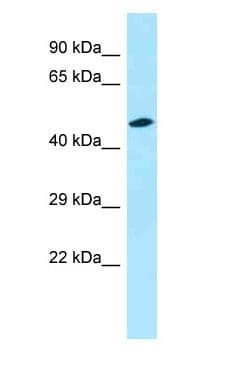 Encephalopsin / OPN3 Antibody (C-Terminus)