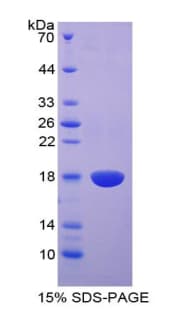 Dog EGF Protein (Recombinant His)