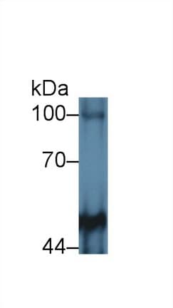 PTPRM / PTP Mu Antibody (aa1197-1403, APC)