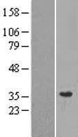 MRPL28 Protein (Over-Expression Lysate Myc-DDK (Flag))