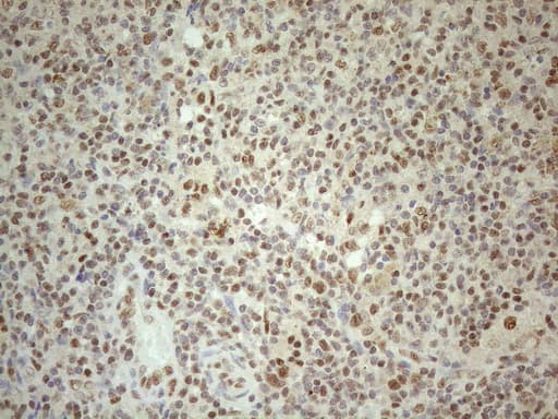 RGL2 Antibody (aa547-777, clone OTI10F2, Carrier-free)