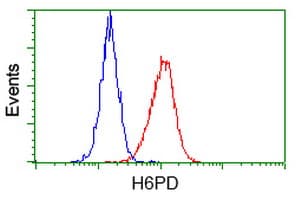 H6PD / G6PDH Antibody (clone OTI3H5)