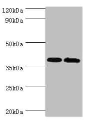 PBK / TOPK Antibody (aa1-322)