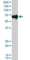 Monoclonal Mouse anti-Human ORC2L / ORC2 Antibody (clone 3E11-1G5, WB)