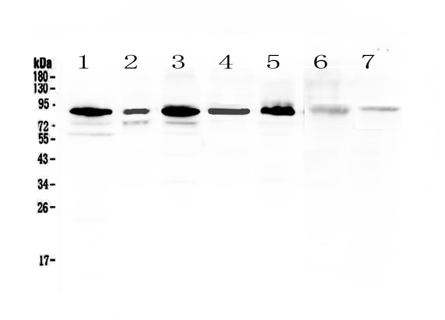 MED15 / ARC105 Antibody