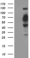 DCLRE1B Antibody (aa1-280, clone OTI2B7)