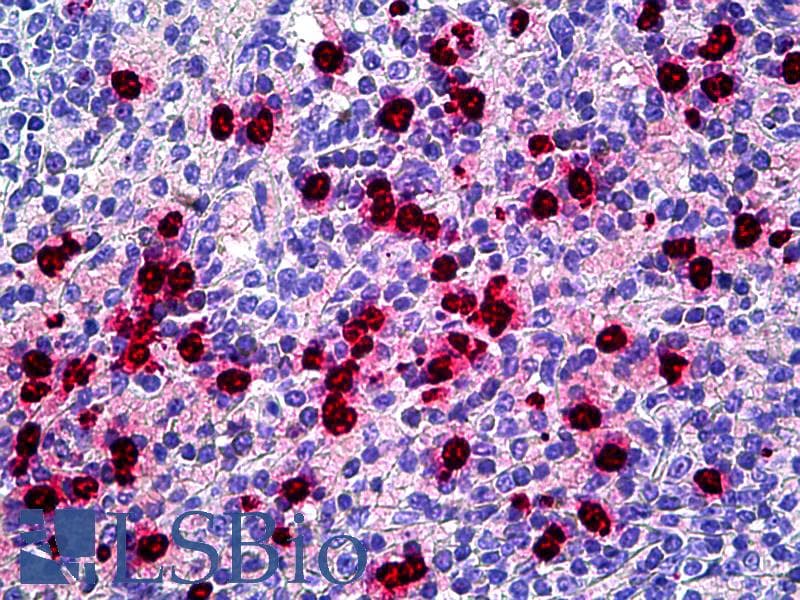 IHC-plus™ LF / LTF / Lactoferrin Antibody (FITC)