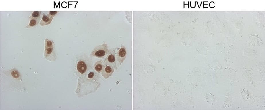 Monoclonal Mouse anti-Human GATA3 Antibody (clone OTI5C11, aa155-443, IHC, IF, WB)