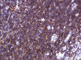 Monoclonal Mouse anti-Human CD2 Antibody (clone OTI3E11, IHC, WB)