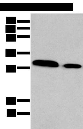 HOXC9 Antibody