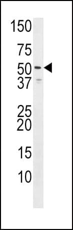 HRH3 / Histamine 3 Receptor Antibody (aa414-442)