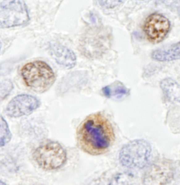 CENPF / CENP-F Antibody (aa2350-2400)