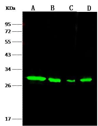 Monoclonal Rabbit anti-Human NQO1 Antibody (clone 002, Preservative Free, WB)