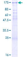 Human EHMT1 Protein (Recombinant GST, N-terminus)