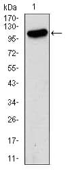 GRIA2 / GLUR2 Antibody (clone 7G6)