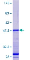 Human PFDN1 Protein (Recombinant GST)
