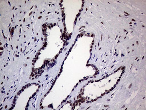 ERCC3 / XPB Antibody (aa191-436, clone OTI6H8)