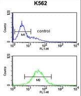 Polyclonal Rabbit anti-Human TELO2 Antibody (aa786-812, IHC, WB)