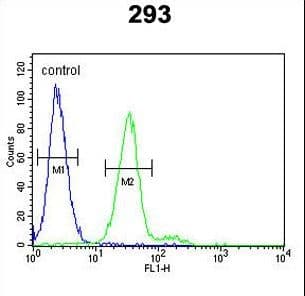 c-Kit / CD117 Antibody (Tyr703)