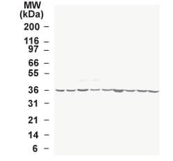IHC-plus™ Polyclonal Rabbit anti-Human GAPDH Antibody (aa73-87, IHC, WB)