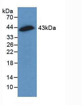GJA1 / CX43 / Connexin 43 Antibody (aa180-382)