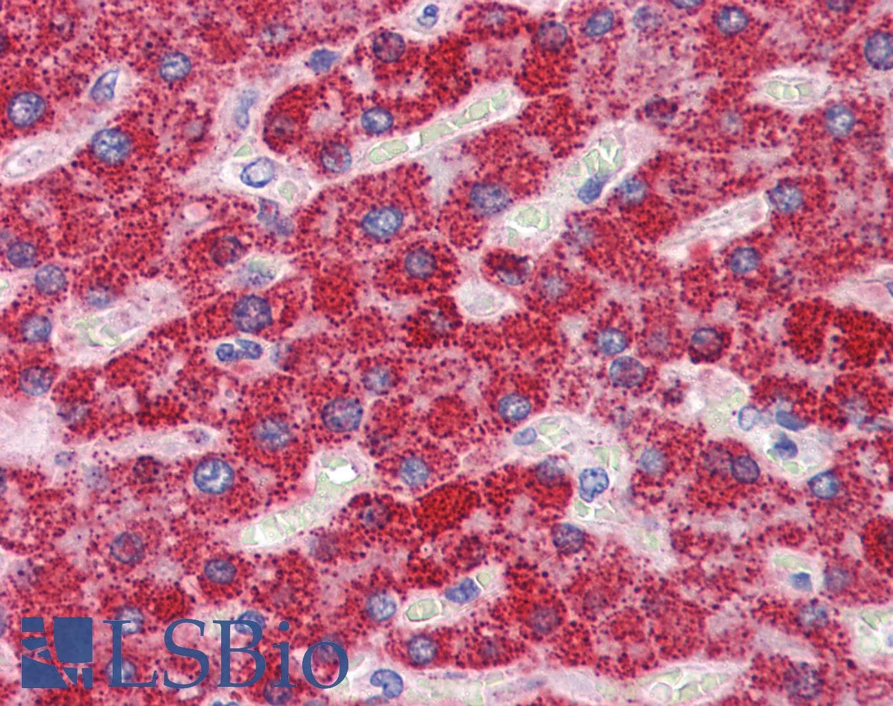IHC-plus™ GOT2 Antibody (clone 3E9)