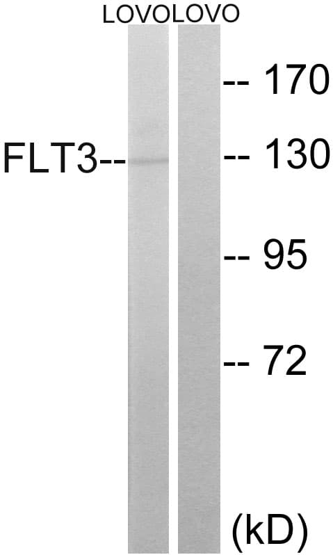 Polyclonal Rabbit anti-Human CD135 / FLT3 Antibody (aa565-614, WB)