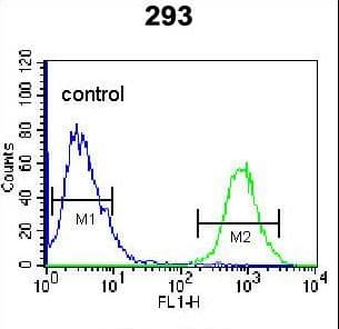 IHC-plus™ Polyclonal Rabbit anti-Human Osteoglycin / Mimecan Antibody (aa246-276, IHC, WB)