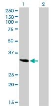 Osteonectin / SPARC Antibody (clone 1B2)