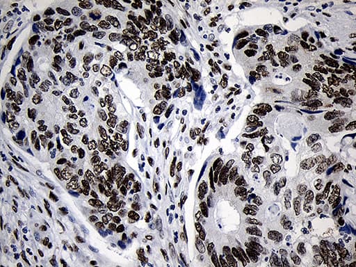 NABP1 / OBFC2A Antibody (clone OTI6B10, Carrier-free)