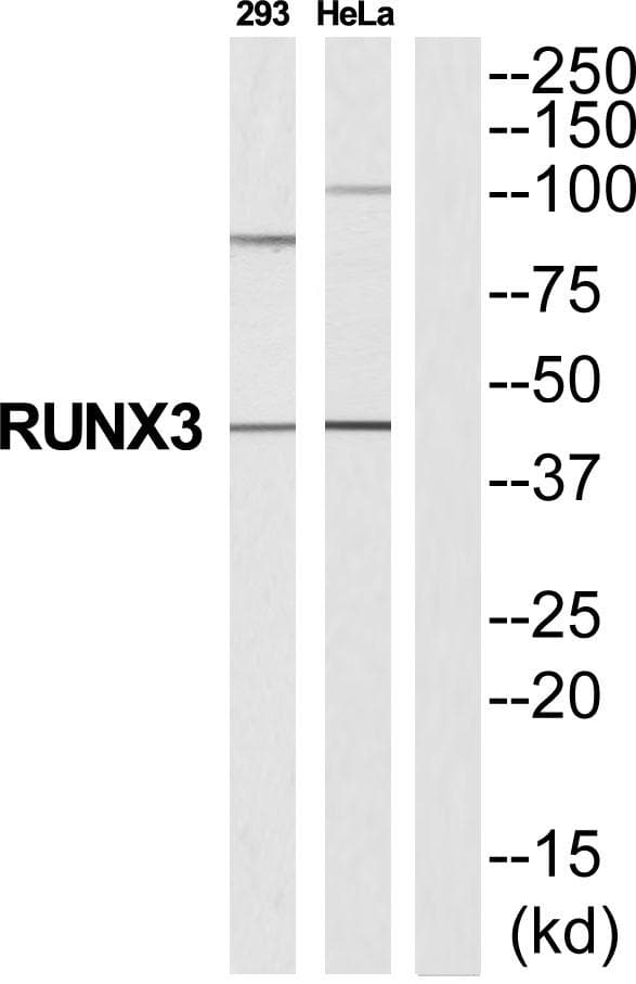 Polyclonal Rabbit anti-Human RUNX3 Antibody (WB)