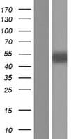 SRPX Protein (Over-Expression Lysate Myc-DDK (Flag))