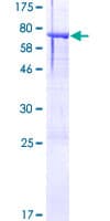 Human ASTN2 Protein (Recombinant GST)