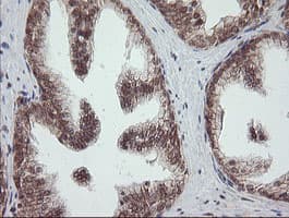 OTUB1 / OTU1 Antibody (clone OTI2H1, Carrier-free)