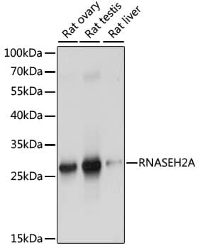 Polyclonal Rabbit anti-Human RNASEH2A Antibody (WB)