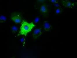 KSP32 / MIOX Antibody (clone OTI1H7, Carrier-free)