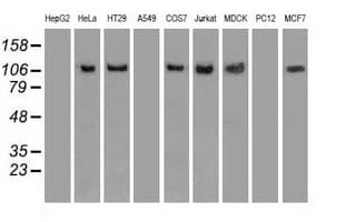 IHC-plus™ SIGLEC9 Antibody (clone 1D9)