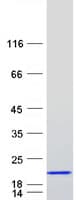 Human C15orf40 Protein (Recombinant Myc-DDK (Flag))
