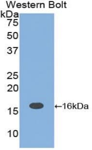 IL16 Antibody (aa1204-1323)