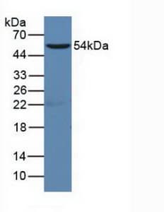 CD19 Antibody (aa19-287, APC)