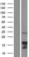 SYCE3 Protein (Over-Expression Lysate Myc-DDK (Flag))