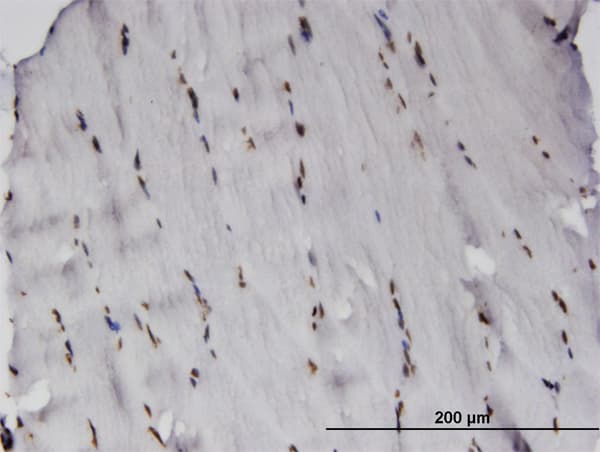 Monoclonal Mouse anti-Human RCSD1 Antibody (clone 3F6, IHC, WB)