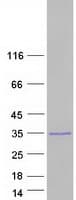Human C7orf50 Protein (Recombinant Myc-DDK (Flag))