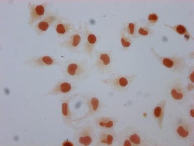 H1F0 Antibody