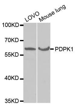 PDPK1 / PDK1 Antibody