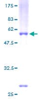 Human NR0B2 Protein (Recombinant GST)